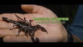Emperor Scorpion