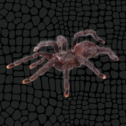 Zilla Pink Toe Tarantula Care Sheet