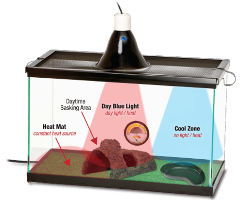 terrarium with colored rays indicating day light heat, cool zone, basking area, heat mat source