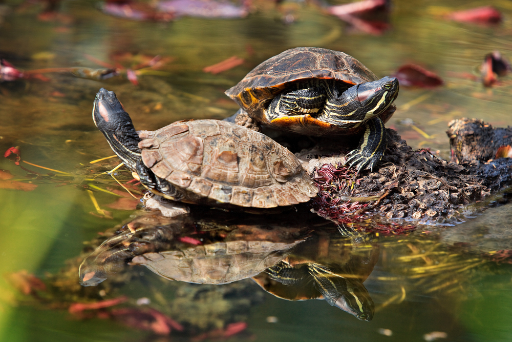 shutterstock_98371304