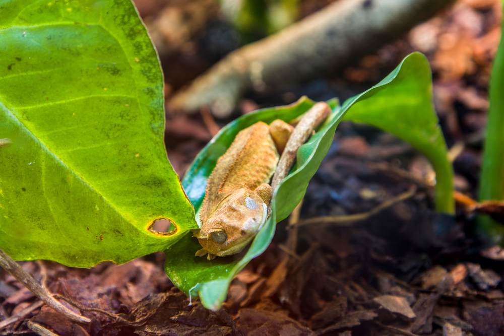 shutterstock_1921678364