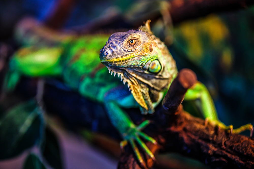 shutterstock_1640134294