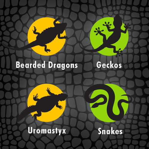 Beginner_Reptiles_500x500