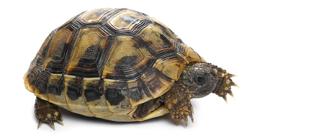4416944_SmallTortoises_noBG_6059560