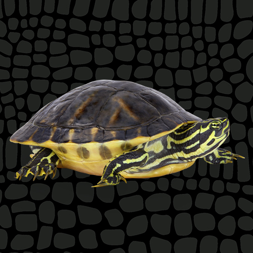 4435153_Yellow-Bellied_Sliders_Thumbnail_6050054