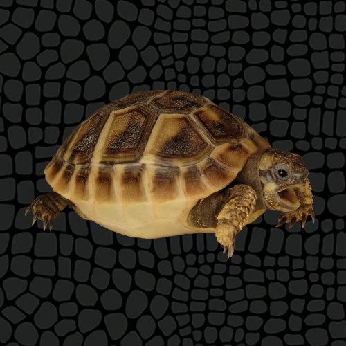 Small Baby Greek Tortoises