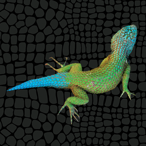 Zilla Emerald Swift Care Sheet