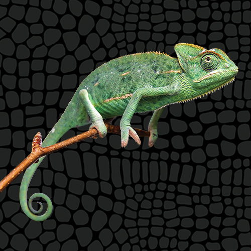 Zilla Caresheets Veiled Chameleon