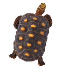 Turtle and Tortoises highlight.